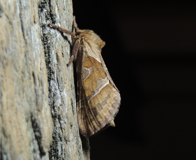 Triodia sylvina Hepialidae